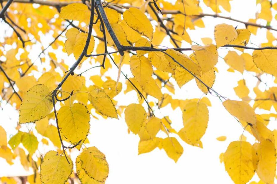 Leaves on a tree branch