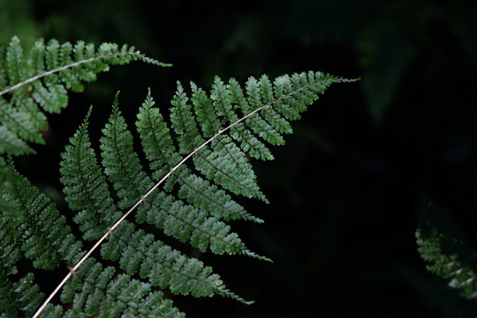 Fern leaf