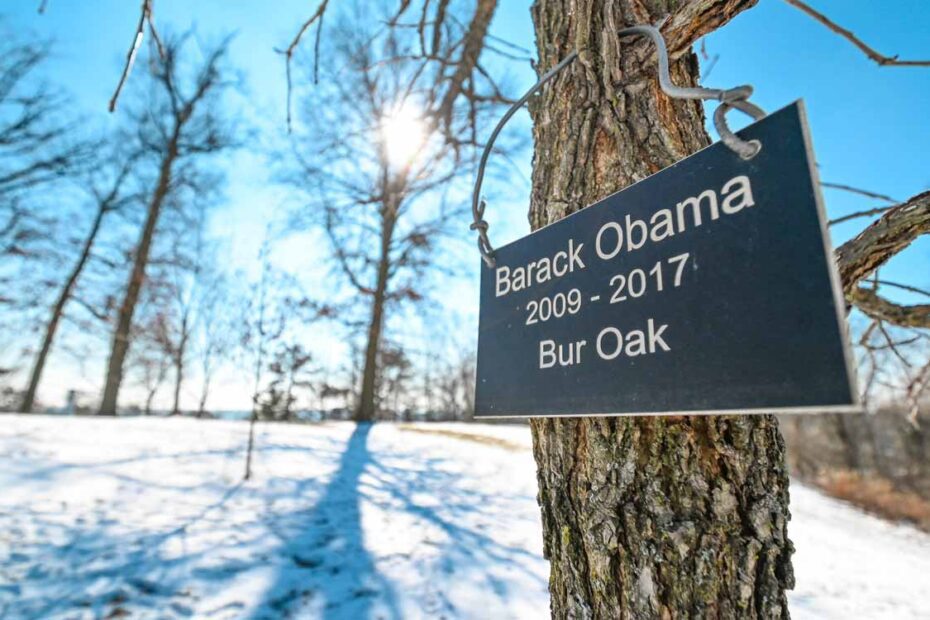 The Bur Oak