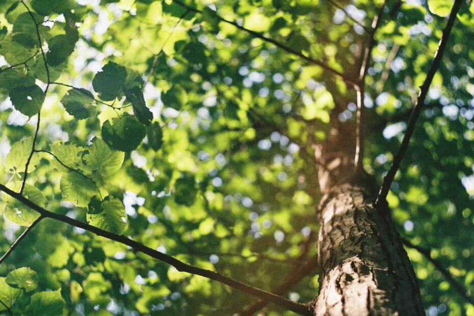 Looking up into a tree