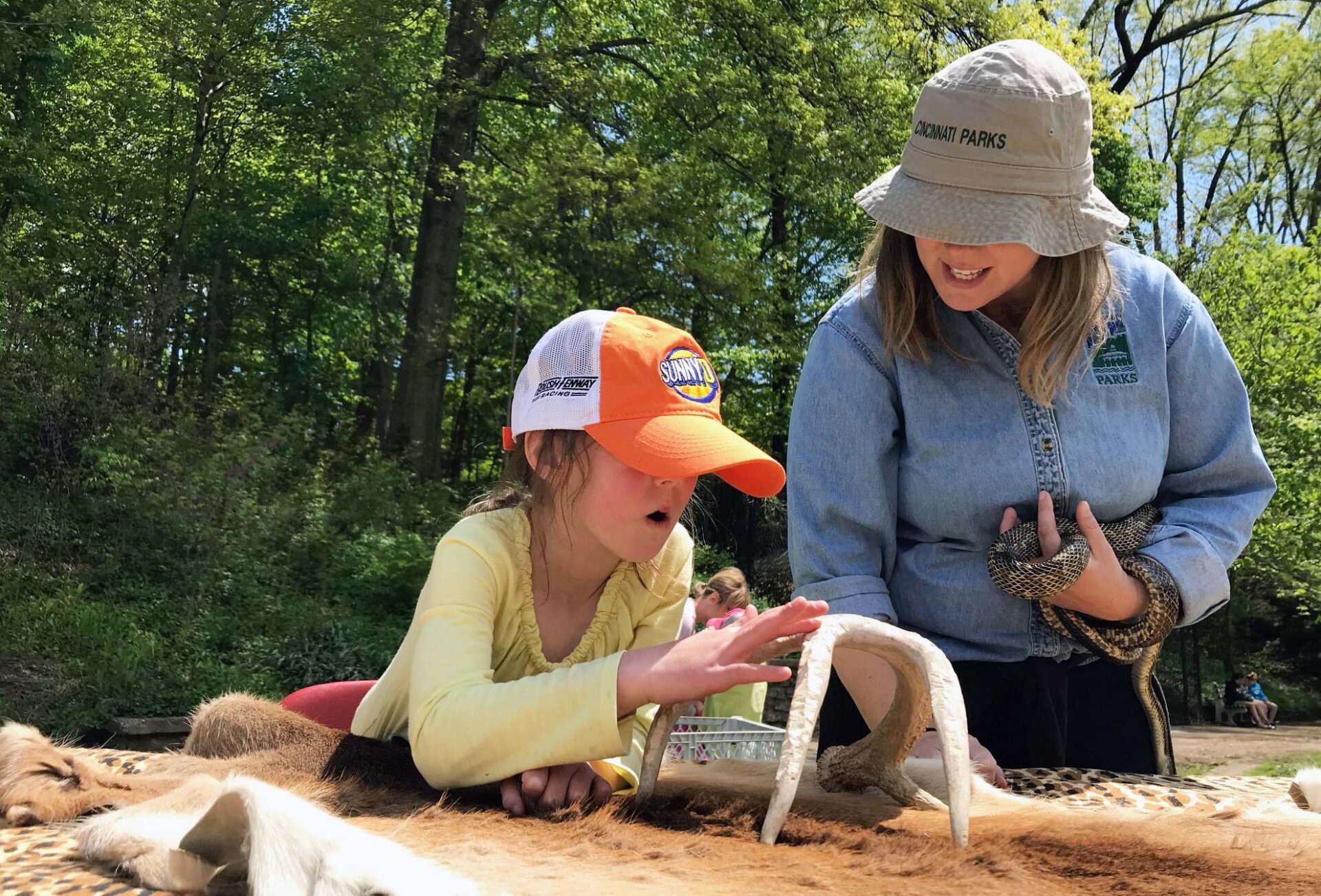 A child touching a set of antlers being held by a Cincinnati Parks Explore Nature naturalist.